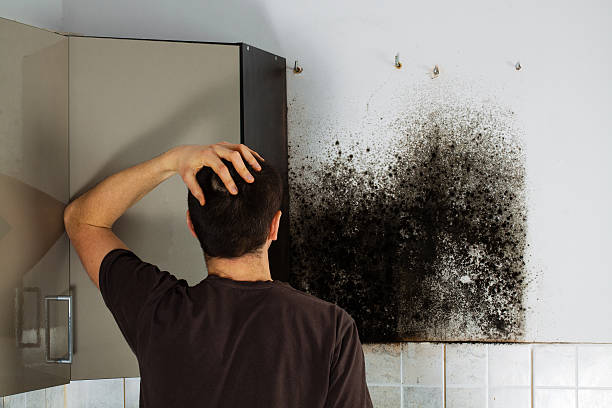 Best Local Mold Removal Service  in Sun City West, AZ