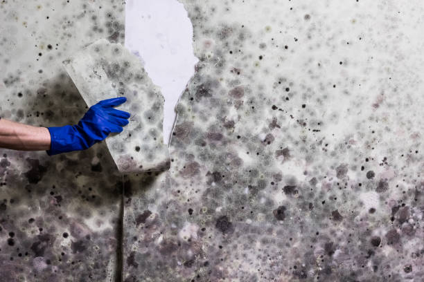 Attic Mold Removal in Sun City West, AZ
