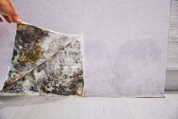 Reliable Sun City West, AZ Mold Removal Solutions